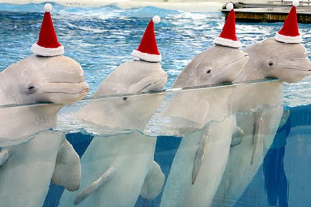 可愛い動物がさらに可愛く♡アニマル×クリスマス画像