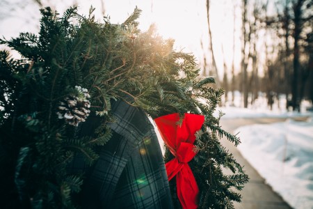クリスマス時期の植物が知りたい!飾りにもなる花や木の名前や種類